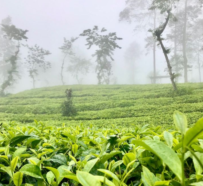Ayubo Organics