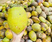 Die Reise der Kokosnuss & Sri Lanka Ayurveda Gewürze