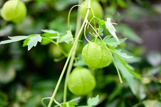 Lust & Kraft Ayurveda Tee